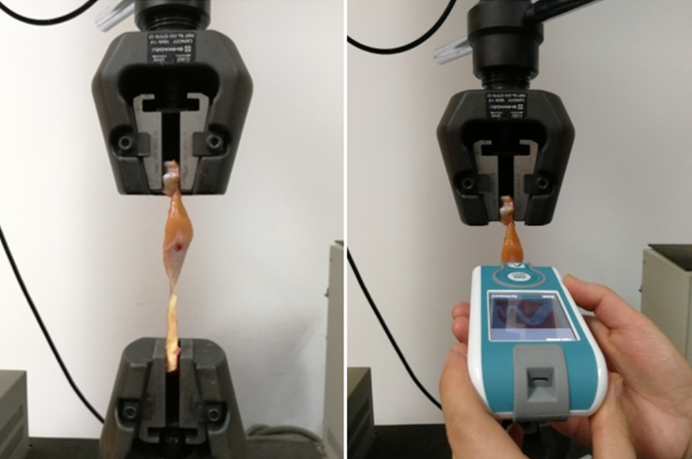 Experimental setup. The stiffness measurements of the medial gastrocnemius muscle specimens were obtained using the MyotonPRO.