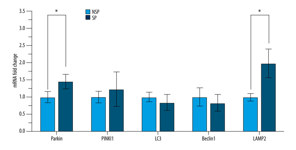 Significant upregulation of the mitophagy-related genes in patients with sarcopenia. Expression of Parkin, PINK1, LC3, Beclin1 and LAMP2 in PBMCs was detected by RT-qPCR. Data are normalized to GAPDH and are expressed relative to the NSP group. * p<0.05 compared to NSP.
