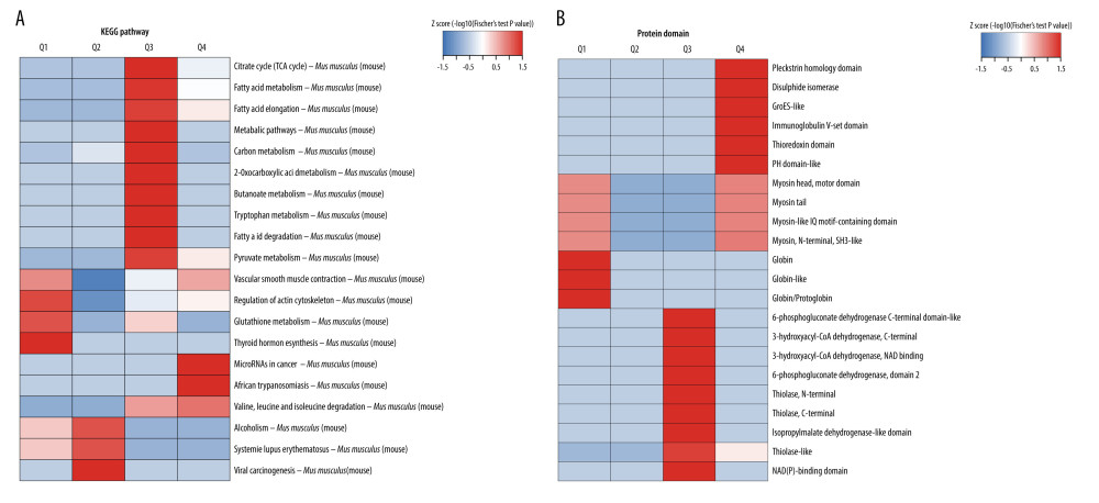 Heatmap of clustering analysis based on KEGG pathways and protein domains. (A) Heatmap of KEGG pathways for the 4 groups of differentially acetylated sites. (B) Heatmap of protein domains for the 4 groups of differentially acetylated sites.