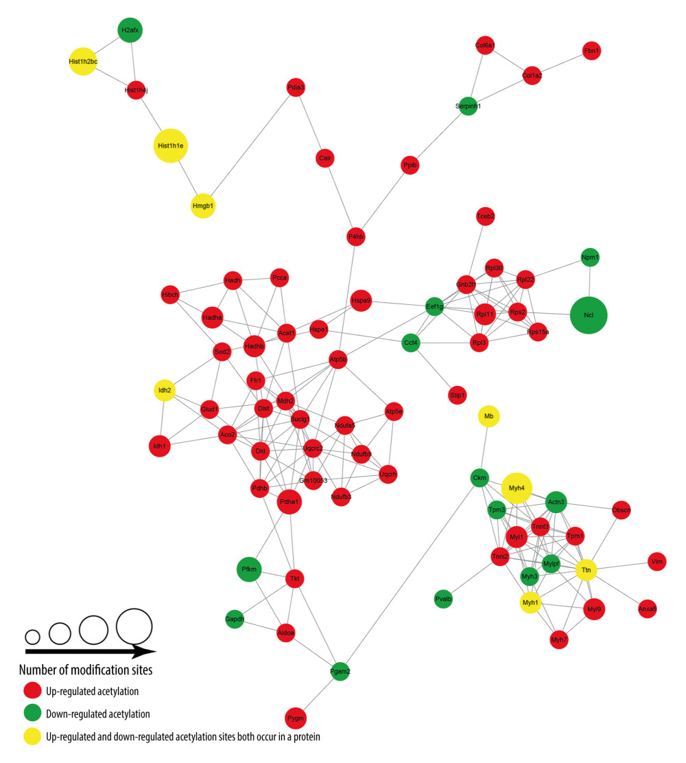 Protein–protein interaction network of acetylated proteins in periposine-treated AS cells.