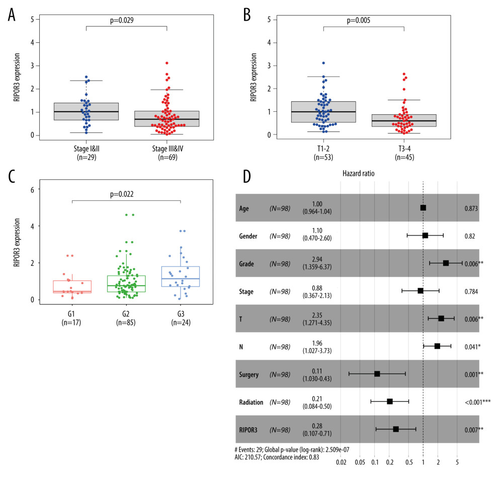 Correlations between RIPOR3 mRNA levels with oral squamous cell carcinoma of the mobile tongue (OTSCC) clinical characteristic in the The Cancer Genome Atlas cohort. (A) Stage (stage I&II, n=29; stage III&IV, n=69). (B) Tumor size (T1–2, n=53; T3–4, n=45). (C) Grade (G1, n=17; G2, n=85; G3, n=24). (D) Multivariate Cox analysis of RIPOR3 expression and clinical characteristics in OTSCC (n=98). (* P<0.05, ** P<0.01, *** P<0.001).