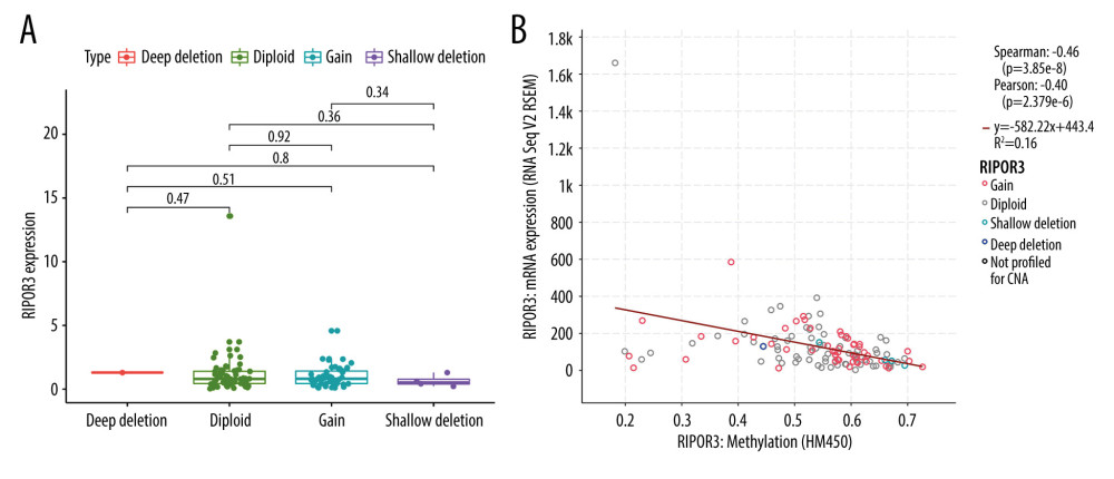 Correlation of RIPOR3 expression levels with genetic and epigenetic mechanisms. (A) Copy number variation. (B) Methylation level. The red line in the plot was fitted with a linear model indicating the proportion of tropism of the methylation level along with RIPOR3 expression, and the Spearman coefficient was used for the correlation test. (* P<0.05, ** P<0.01, *** P<0.001).