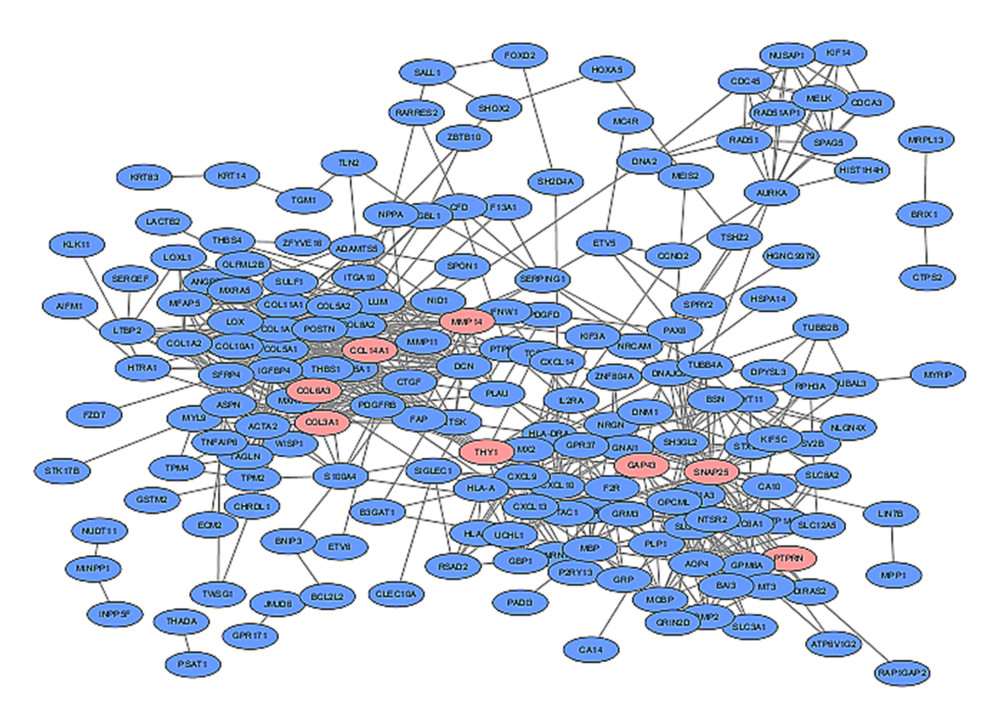 In the protein–protein interaction network exhibited by the Cytoscape database (version 4.3.0), blue nodes represent associated products of differentially expressed genes, pink nodes represent 8 key genes identified below, and edges represent the protein–protein associations.