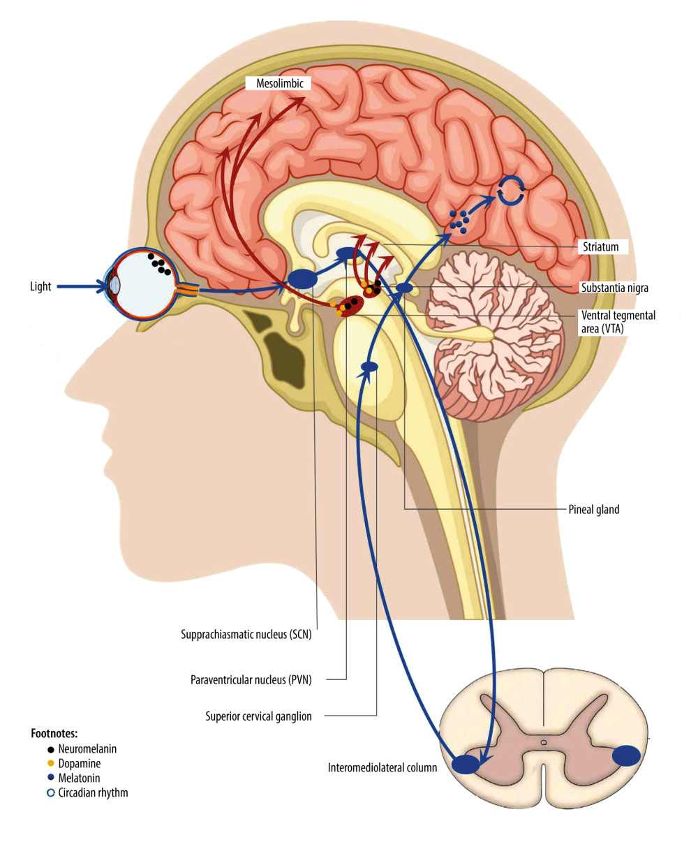 Non-visual effect pathway of retina.