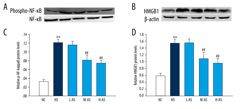 Phospho-NF-κB and HMGB1 levels in the lungs of a heatstroke rat model pretreated with isorhamnetin. Levels of phospho-NF-κB (A, C) and HMGB1 (B, D) proteins, as detected by western blotting. Date represent the mean±SD, (n=5/group). ** P<0.01 compared with the NC group; # P<0.05 and ## P<0.01 compared with the HS group. NC – normal control; HS – heatstroke; L-AS – low-dose isorhamnetin; M-AS – medium-dose isorhamnetin; H-AS – high-dose isorhamnetin. VisionWorksLS 8.1.2 (UVP, LLC.) and SigmaPlot 12.5 (Systat Software, Inc.) were used for figure creation.