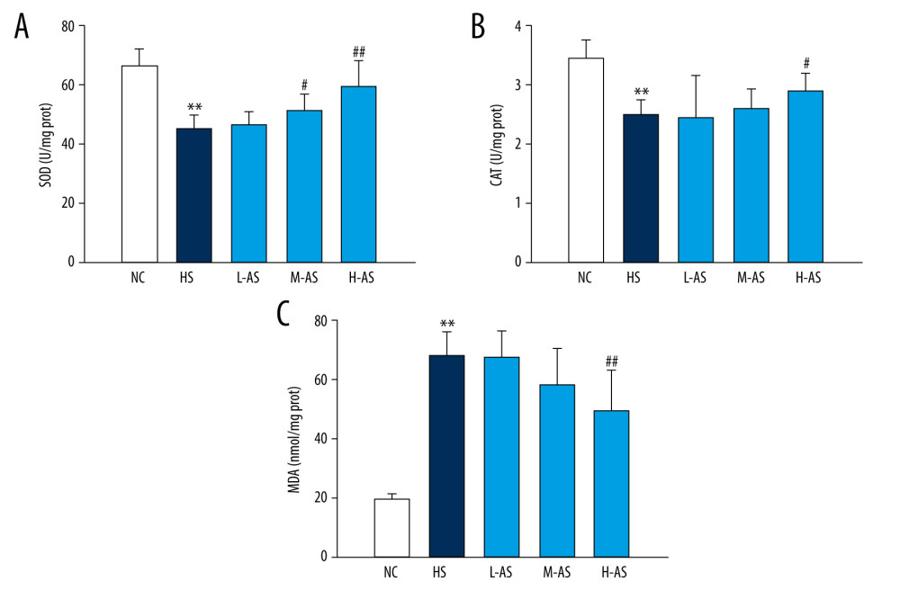 Pulmonary oxidative stress index in a heatstroke rat model pretreated with isorhamnetin. Levels of (A) SOD, (B) CAT, and (C) MDA in lung tissues. Date represent the mean±SD, (n=10/group). ** P<0.01 compared with the NC group, # P<0.05 and ## P<0.01 compared with the HS group. NC – normal control; HS – heatstroke; L-AS – low-dose isorhamnetin; M-AS – medium-dose isorhamnetin; H-AS – high-dose isorhamnetin. SigmaPlot 12.5 (Systat Software, Inc.) was used for figure creation.