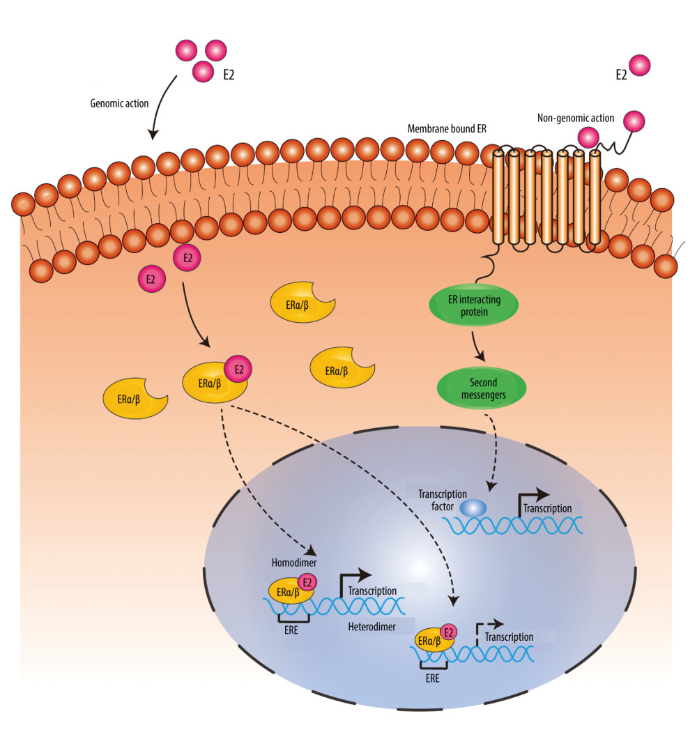 In genomic action, estrogen regulates the transcription of target genes by binding to and activating inactive ER receptors in the cytoplasm or nucleus, and the activated estrogen receptor monomer forms a dimer with another activated estrogen receptor monomer, which in combination with other co-regulatory proteins (not labeled) regulates the transcription of target genes after binding to the estrogen response element (ERE) within the DNA. Non-genomic action: Estrogen induces the initiation of estrogen action by binding to receptors on the cell membrane, which in turn regulates downstream protein expression by acting as second messengers and transcription factors. (Created using Adobe Illustrator CS6, Version 16.0.0.682, Adobe Systems, Incorporated).