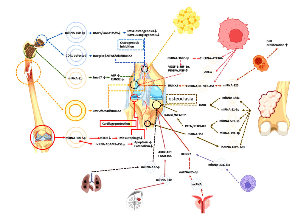 The function of mesenchymal stem cell-derived exosomes from the orthopedic or oncologic disease environment. Figure created with BioRender.com.
