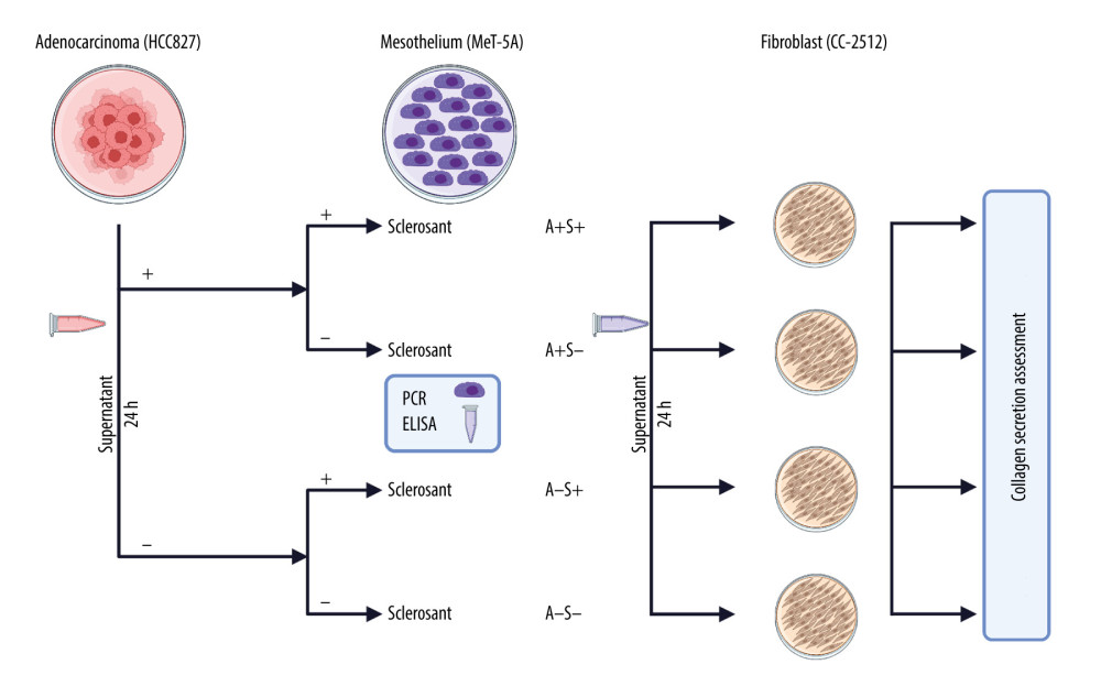 A flow chart presenting the general study design, including phase 1 and 2. Initially, adenocarcinoma (ADC) cells were cultured and supernatant was collected. After that, mesothelial cell cultures where incubated with or without supernatant from ADC and treated or not treated with a sclerosant. After 24 h, the levels of cytokines in cell culture supernatants and mRNA in cell lysates were measured (end of phase 1). Then, supernatants from mesothelial cell cultures were used to stimulate fibroblast culture (phase 2). The fibroblast culture was assessed for collagen secretion. The whole experiment was repeated for each of the following sclerosants: talc (20 μg/mL), PVP-I (0.001%), doxycycline (2 μg/mL), and TGF-β (0.2 μg/mL). Created with BioRender.com.