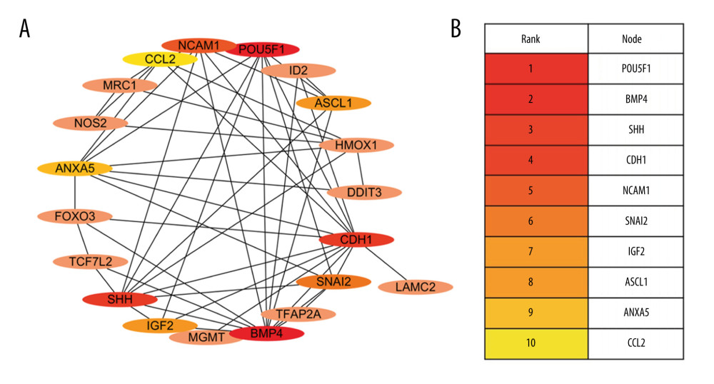 Interactive network of 20 differentially expressed genes. (A) The protein–protein interaction (PPI) network of the DEGs. (B) Hub genes. The PPI network of the DEGs was established through STRING (Search Tool for the Retrieval of Interacting Genes database) website, visualized by Cytoscape, and the hub genes were explored using the CytoHubba plug-in, version 3.42, which is an open-source software platform.