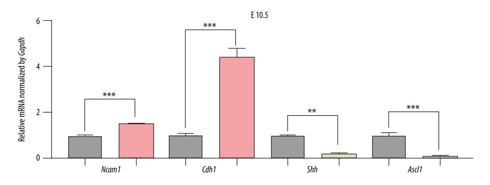The expression of candidate genes in E10.5. Gray: Control; Red: Up-regulated in NTDs; Green: Downregulated in NTDs. n=3,* P<0.05, ** P<0.01, *** P<0.001. Data were analyzed and visualized using GraphPad Prism, version 8.0, supported by GraphPad Software.
