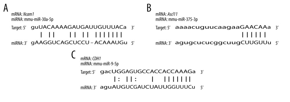 Sequence alignments of miRNAs and target mRNAs. (A) mmu-miR-30a-5p and Ncam1. (B) mmu-miR-375-3p and Ascl1. (C) mmu-miR-9-5p and Cdh1. Predicted by StarBase V2.0, which is an open-source software platform. Visualized by PowerPoint, version Microsoft Office Home and Student 2019, supported by Microsoft.