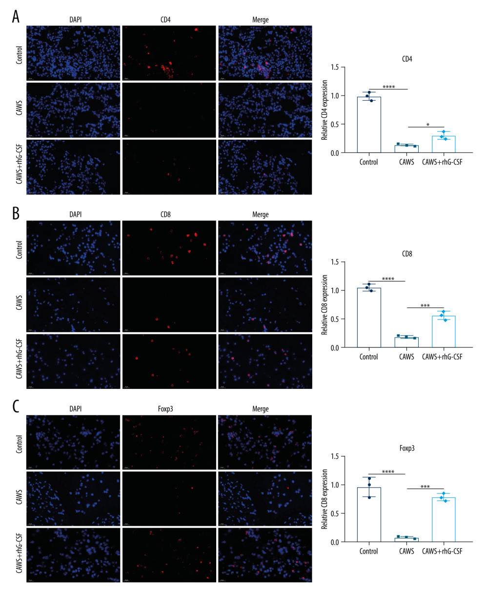The CAWS-induced KD mice with reduced CD4+, CD8+, and Foxp3+ T lymphocyte subpopulations in cardiac tissues. (A–C) Cardiac tissues were stained by (A) CD4+, (B) CD8+, and (C) Foxp3+ T lymphocyte subpopulations at 4 weeks after rhG-CSF administration in CAWS-induced mice. Bar=20 μm. * p<0.05; *** p<0.001; and **** p<0.0001. GraphPad Prism software (version 8.0.1; Graph Pad; San Diego, CA, USA) and Olympus software (version 2.2; Olympus, Japan) were used to create the pictures.