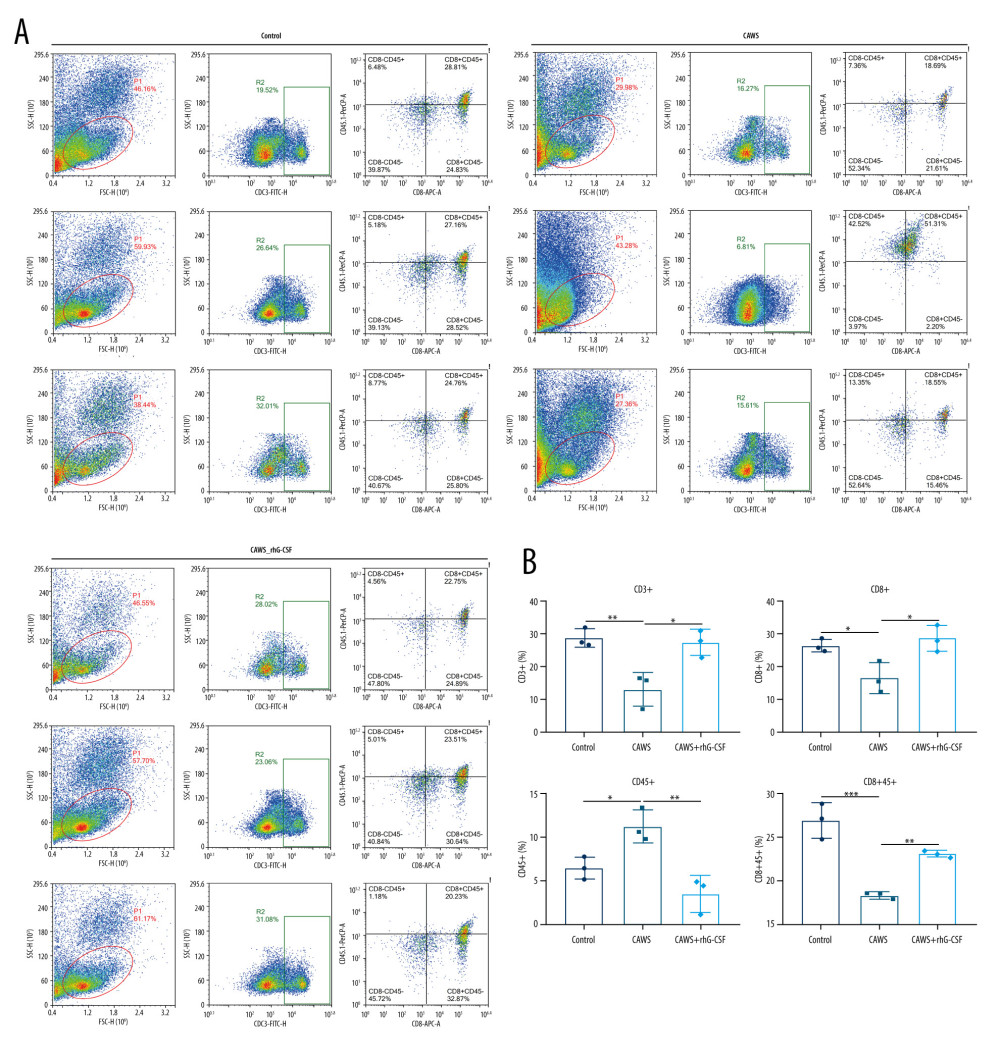 The CAWS-induced murine model of KD with decreased CD3+, CD8+ and CD8+CD45+ T lymphocyte subpopulations and increased CD45+ T lymphocyte subpopulation. (A, B) The levels of CD3+, CD8+, CD45+ and CD8+CD45+ T lymphocyte subpopulations were examined in serum of CAWS-induced mice at 4 weeks after rhG-CSF administration. * p<0.05; ** p<0.01; *** p<0.001. GraphPad Prism software (version 8.0.1; Graph Pad; San Diego, CA, USA) was used to create the pictures.