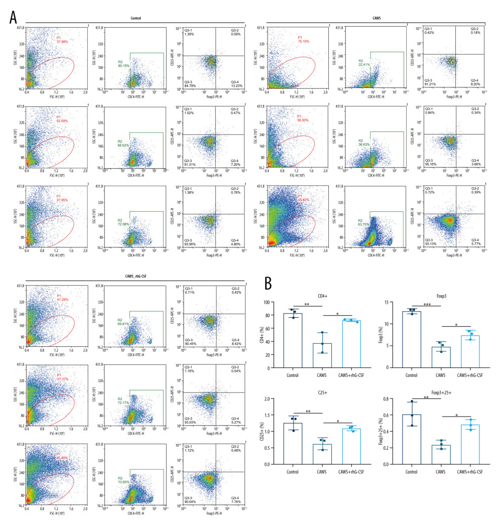 The CAWS-induced murine model of KD with decreased CD4+, Foxp3+, CD25+ and Foxp3+CD25+ T lymphocyte subpopulations. (A, B) The levels of CD4+, Foxp3+, CD25+ and Foxp3+CD25+ T lymphocyte subpopulations were examined in serum of CAWS-induced mice at 4 weeks after rhG-CSF administration. * p<0.05; ** p<0.01; *** p<0.001. GraphPad Prism software (version 8.0.1; Graph Pad; San Diego, CA, USA) was used to create the pictures.