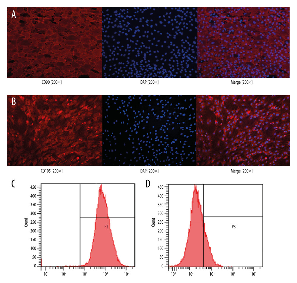 Identification of rat bone marrow-derived mesenchymal stem cell surface markers. (A) Cell surface marker CD90 was positive by immunofluorescence assay. (B) Cell surface marker CD105 was positive by immunofluorescence assay. (C) Cell surface marker CD29 was positive by flow cytometry. (D) Cell surface marker CD45 was negative by flow cytometry.