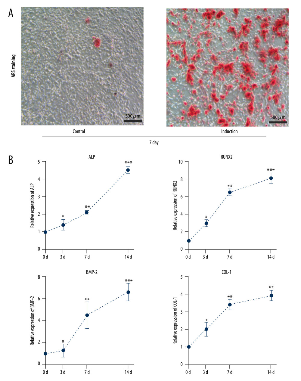 Osteogenic differentiation of rat bone marrow-derived mesenchymal stem cells. (A) Alizarin red staining results of the induced osteogenesis group and the control group. (B) Bone formation markers ALP, BMP2, RUNX2, and COL-1 significantly increased from 3 days to 14 days in the osteogenic induction group detected by qRT-PCR. (GraphPad, Version 8.4.).