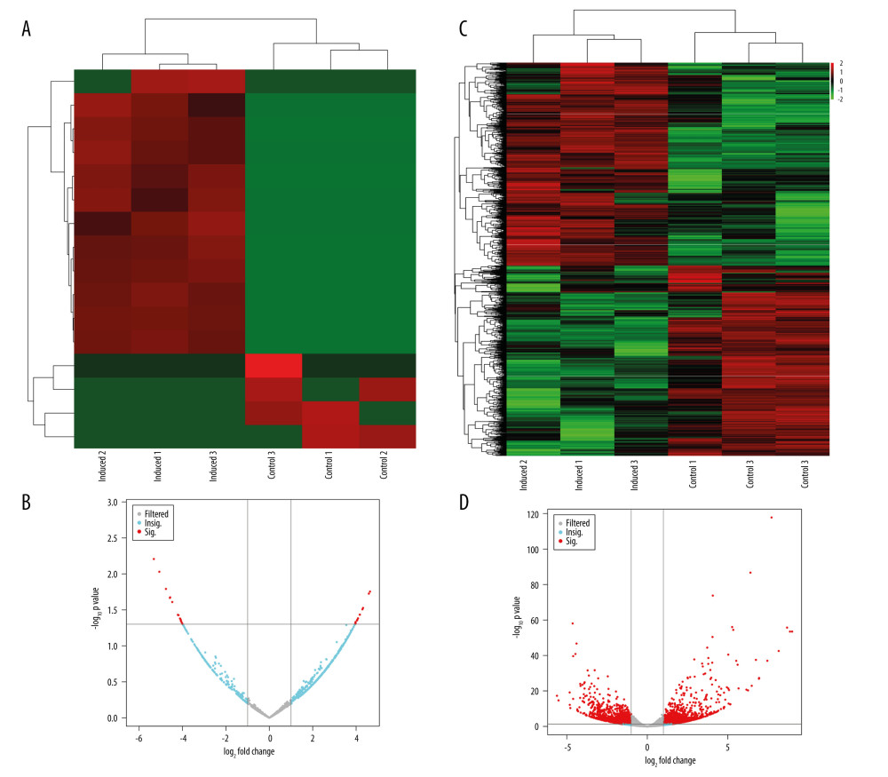 Differential expression of circRNAs and mRNAs. (A) circRNA differential expression heat map. (B) circRNA differential expression volcano map. (C) mRNA differential expression heat map. (D) mRNA differential expression volcano map.