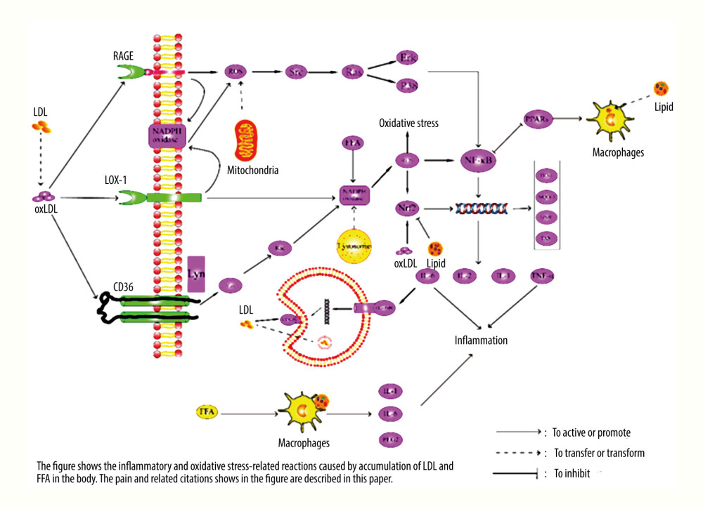 Pathway diagram of hyperlipidemia leading to inflammatory response and oxidative stress. LDL – low density lipoprotein; FFA – free fatty acid; ROS – reactive oxygen species; SRC – tyrosine-protein kinase Src; RAS – GTPase HRas; ERK – mitogen-activated protein kinase; P38 – P38 mitogen-activated protein kinase; VAV – guanine nucleotide exchange factor VAV; Rac – Ras-related C3 botulinum toxin substrate; Lyn – tyrosine-proteon kinase Lyn; TXN – thierodexin; GSH – glutathione; oxLDL – oxidized low density lipoprotein; LOX-1 – lectin-like oxidized low-density lipoprotein receptor-1; RAGE – advanced glycation end product receptor; CD36 – CD36 antigen; LDLR – LDL receptor; PPARs – peroxisome proliferators-activated receptors; HO-1 – heme oxygenate-1; NQO-1 – quinine oxidoreductase 1; NF-κB – nuclear factor-κB; Nrf2 – nuclear factor erythroid 2-related factor 2; TNF-α – tumour necrosis factor alpha; IL – interleukin.
