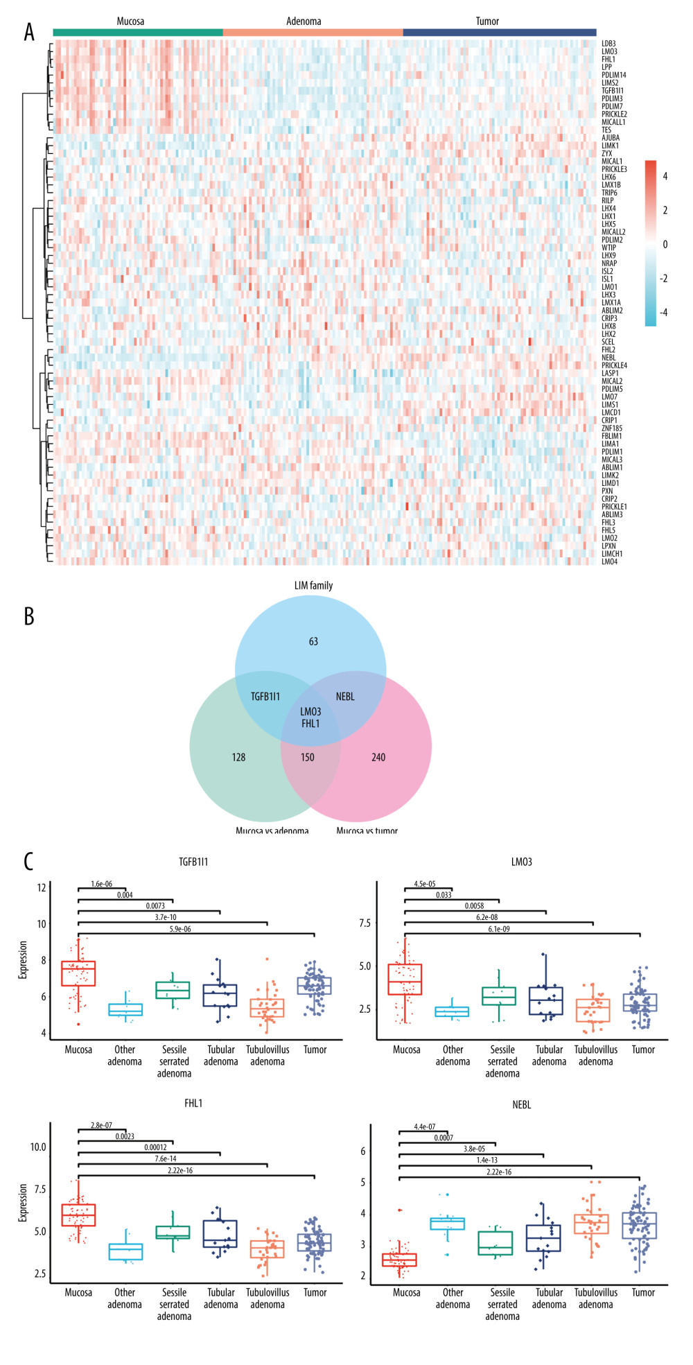 Identification of differentially-expressed LIM genes (DELGs) in the mucosa-adenoma-carcinoma course. (A) Expression levels of LIM family genes in paired mucosa, adenoma, and carcinoma samples from the GSE117606 dataset were drawn in a heatmap. (B) Common DELGs from adenoma vs mucosa, and tumor vs mucosa are presented in a Venn diagram. (C) Expression of DELGs in mucosa, different types of polyps, and tumors (R, version 3.5.1; TBtools, version0.665).