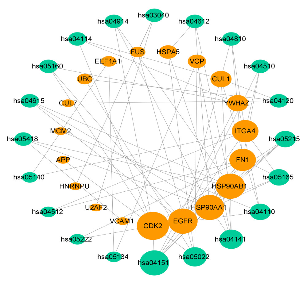 KEGG pathway-target network. The orange round nodes represent the top 19 related targets and the green round nodes represent the top 20 pathways.