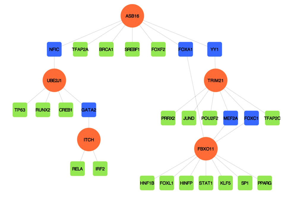 The regulatory interaction network of gene-transcription factors was established with network analyst. Genes are represented by circle nodes and are colored orange; transcription factors are represented by square nodes and are colored green; transcription factors that simultaneously target more than 2 genes are represented by blue nodes.