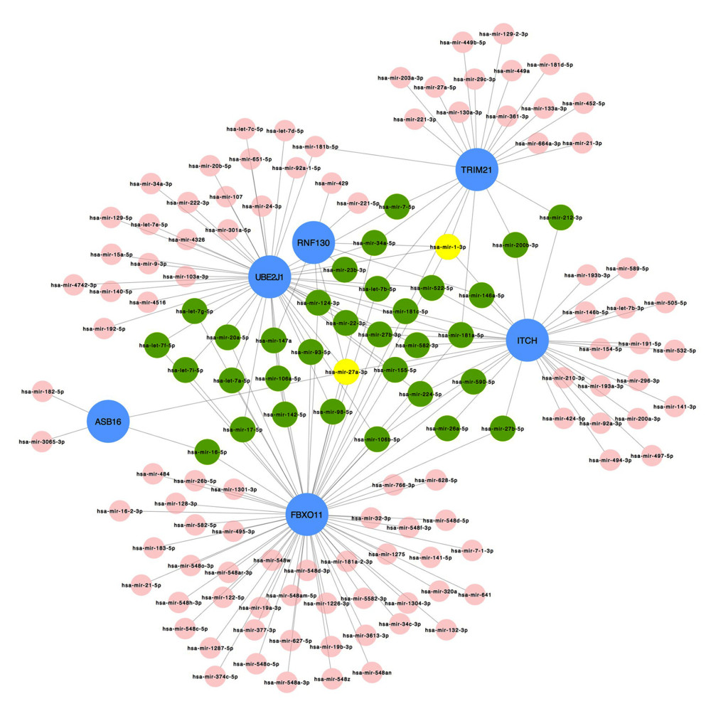 Interaction network between genes involved in protein ubiquitination and targeted miRNAs. Genes are shown in blue; miRNAs are shown in pink; miRNAs targeting more than 2 genes simultaneously are shown in green; miRNAs targeting 5 genes simultaneously are shown in yellow. There are 134 nodes and 187 edges.