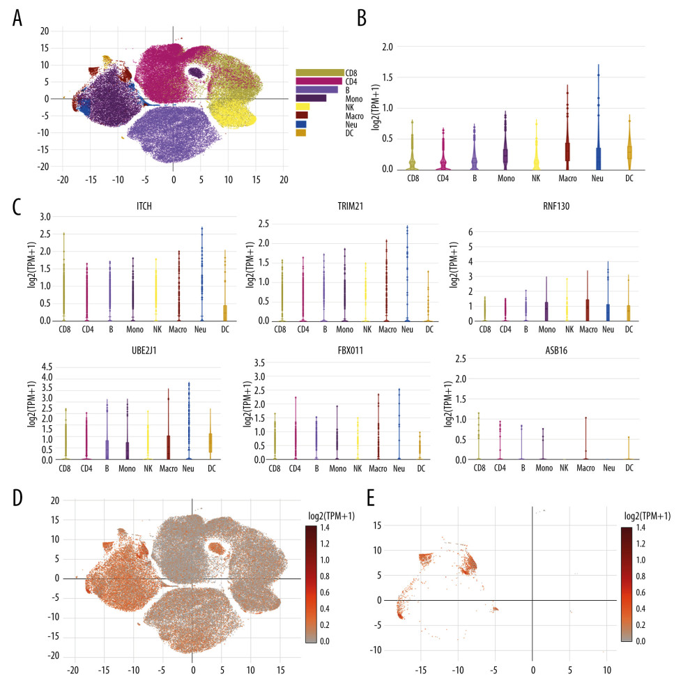 Single cell RNA-seq analysis of COVID-19 patients from online database platform. (A) Eight-cell types were identified by the cell markers; cells were clustered by the tSNE method. (B) Violin plot of the integration of ITCH, TRIM21, RNF130, UBE2J1, FBXO11, and ASB16 expression across different cells. (C) Violin plot of ITCH, TRIM21, RNF130, UBE2J1, FBXO11, and ASB16 expression across different cells, respectively. (D) Scatter plots of all the cells with ITCH, TRIM21, RNF130, UBE2J1, FBXO11, and ASB16 expression. (E) Scatter plots of macrophages with ITCH, TRIM21, RNF130, UBE2J1, FBXO11, and ASB16 expression.