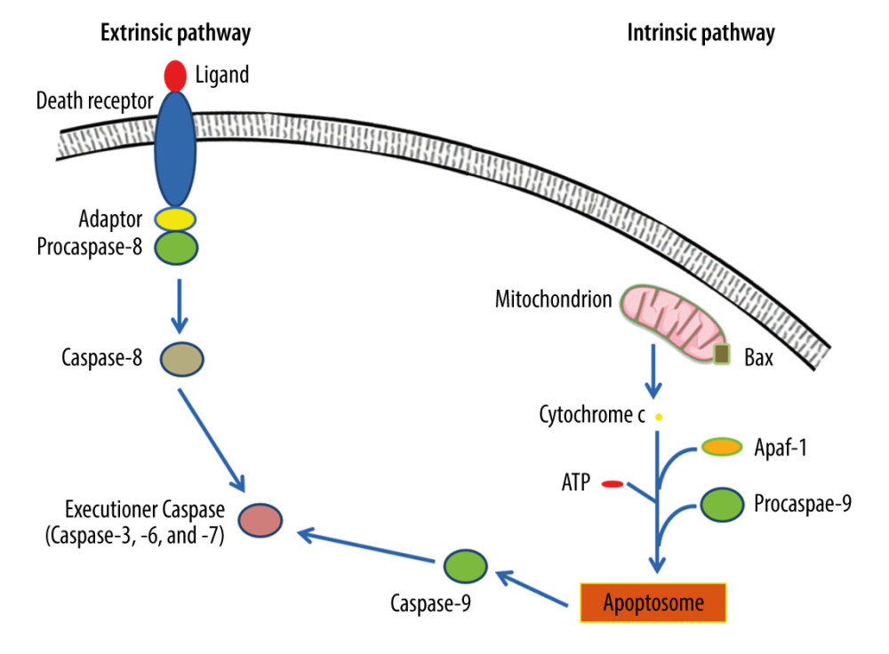 Extrinsic and intrinsic pathways of apoptosis. The extrinsic apoptotic pathway is triggered by the binding of a particular death ligand to death receptor, leading to its trimerization and the consequent recruitment of procaspase-8, which is subsequently activated. In contrast, the intrinsic apoptotic pathway starts in response to apoptotic stimuli that induce pro-apoptotic proteins, such as B-cell lymphoma 2-associated X protein (Bax), triggering the permeabilization of the outer mitochondrial membrane, and the consequent release of cytochrome c into the cytosol, where it contributes to the formation of a multimeric apoptotic peptidase activating factor 1 (Apaf-1)/cytochrome c complex that recruits procaspase-9, forming the apoptosome. Hence, procaspase-9 is activated and consequently detached from the complex. Ultimately, active caspase-8 and active caspase-9 activate executioner caspases-3, -6, and/or -7, which mediate apoptosis. This figure was adapted with permission from John Wiley and Sons, from “Apoptosis and its therapeutic implications in neurodegenerative diseases” by Nour S. Erekat, 2022, Clinical Anatomy [34].