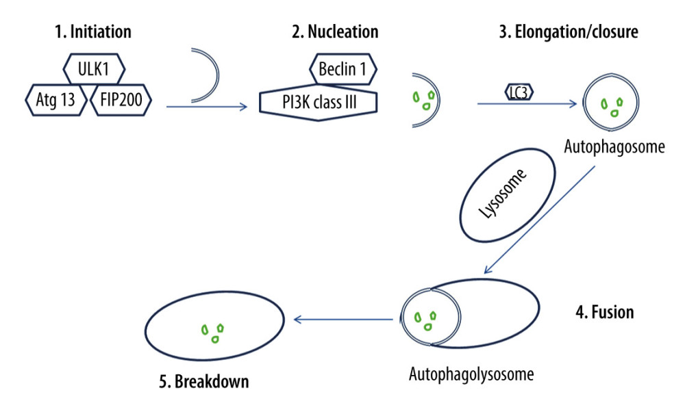 The process of autophagy. The autophagic process occurs via 5 major stages, which are initiation, nucleation, elongation/closure, fusion, and breakdown. Initiation stage: The unc51-like kinase 1 (Ulk1) complex consists of Ulk1 serine/threonine protein kinase, autophagy-related gene 13 (Atg13), and focal adhesion kinase family interacting protein of 200 kD (FIP200). Ulk1 is required for the initiation stage. 2. Nucleation stage: Beclin 1, which exists with class III phosphoinositide 3-kinase (PI3K), is essential for the nucleation stage. 3. Elongation/closure stage: A membrane sac isolation membrane wraps around the degradation substrates and ultimately closes to become an autophagosome. This stage requires the microtubule-associated protein light chain 3 (LC3). 4. Fusion stage: the outer membrane of the autophagosome completely fuses with the outer lysosomal membrane. 5. Breakdown stage: contents of the autophagosome are released and subsequently degraded into the lysosomal cavity. This figure was generated using Microsoft PowerPoint Software, version 10, Microsoft Corp., USA.