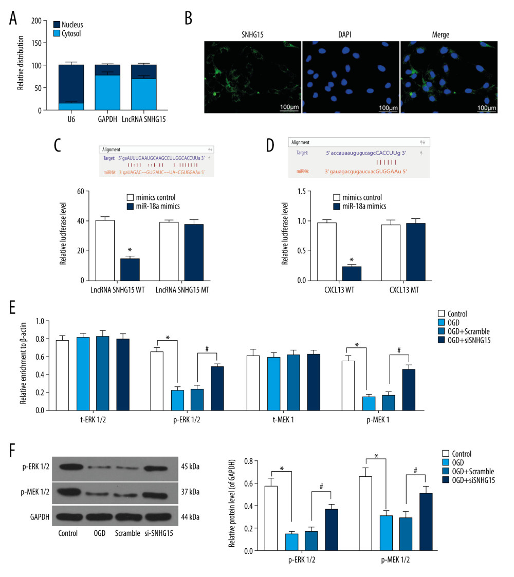 SNHG15 serves as a ceRNA for miR-18a to mediate THBS2 expression. (A, B) Sub-cellular localization of SNHG15 in N2a cells was determined by a RT-qPCR (A) and a FISH assay (B). (C, D) Binding relationships between miR-18a and SNHG15 (C), and between miR-18a and the 3′-UTR of CXCL13 mRNA (D) were predicted on Starbase (http://starbase.sysu.edu.cn/) and validated through dual-luciferase reporter gene assay. (E) Contents of total ERK/MEK and phosphorylated ERK/MEK in N2a cells was quantified by ELISA kits. F, phosphorylation of ERK1/2 and MEK1/2 was determined by Western blot analysis. Data were shown as mean±SD based on 3 independent experiments. * p<0.05. In panels A and F, data were analyzed using two-way ANOVA, while data in panels C–E were analyzed using one-way ANOVA, and Tukey’s multiple comparison test was used for post hoc analysis.
