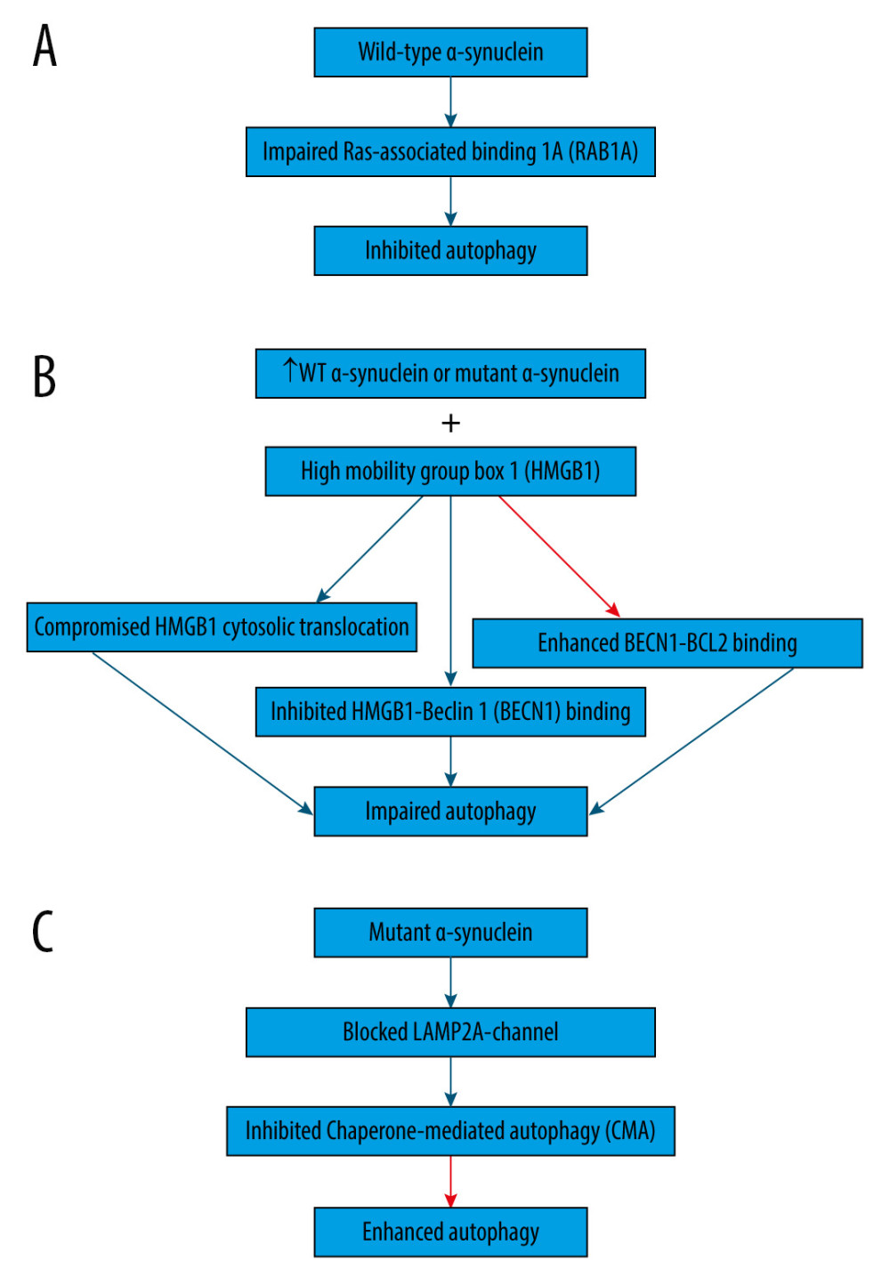 Association between α-synuclein and autophagy in Parkinson disease. (A) Overexpression of wild-type α-synuclein impairs autophagy by preventing Ras-associated binding 1A (RAB1A) protein, leading to the mislocalization of the early autophagy protein ATG9. (B) Overexpression of wild-type or mutant α-synuclein was shown to block autophagy by binding to both cytosolic and nuclear high mobility group box 1 (HMGB1), compromising the cytosolic translocation of HMGB1, inhibiting HMGB1-Beclin 1 (BECN1) binding, and enhancing BECN1- B-cell lymphoma 2 (BCL2) binding. (C) Mutant α-synuclein inhibits chaperone-mediated autophagy (CMA) by acting as uptake blockers blocking lysosome-associated membrane protein 2A (LAMP2A)-channel for the translocation of proteins into lysosomes. Subsequently, mutant α-synuclein accumulates, leading to the compensatory activation of macroautophagy. This figure was generated using Microsoft PowerPoint Software, version 10, Microsoft Corp., USA.