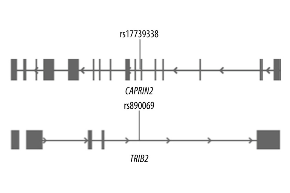 Gene structures of CAPRIN2 and TRIB2 and the locations of SNP rs17739338 and rs890069.