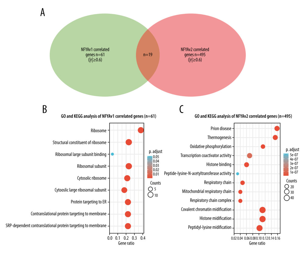 GO/KEGG analysis identified distinct pathways of NFYAv1 and NFYAv2 co-expressed genes(A) A Venn diagram showing the common and unique genes highly correlated (|Pearson’s r≥0.6|) with NFYAv1 and NFYAv2 expression in primary HCC cases in TCGA. (B, C) Bubble plots were generated to show the top enriched terms in GO/KEGG pathway enrichment analysis of genes highly correlated (|Pearson’s r≥0.6|) with NFYAv1 (B) and NFYAv2 (C) expression. P values are represented by colors, while gene counts are represented by bubble size.
