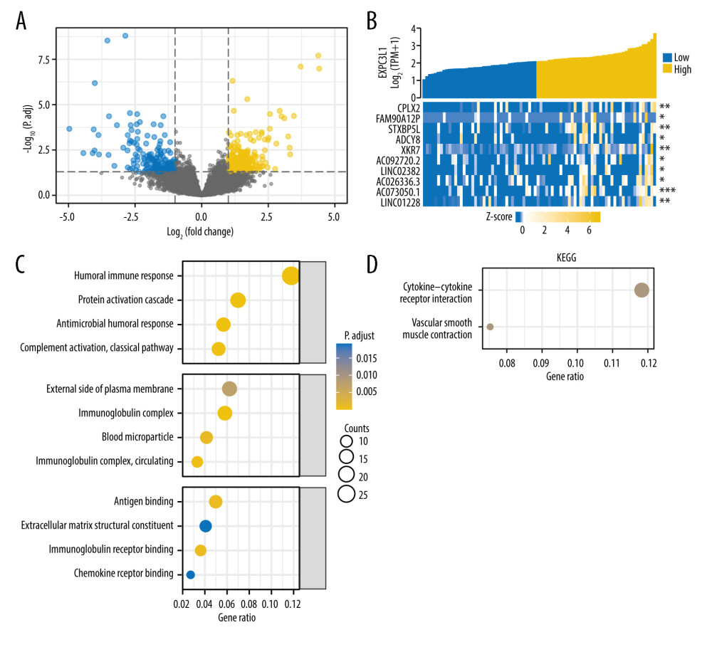 GO and KEGG analysis based on the DEGs(A) The differential expression analysis of EXOC3L1 in 82 ESCC samples from TCGA, blue representing downregulated expression and yellow representing upregulated expression. (B) The relationship between the top 10 upregulated genes and the EXOC3L1 expression in different groups was displayed by a heatmap. (C) GO enrichment analysis, including BP, CC, and MF. (D) KEGG pathway annotations.