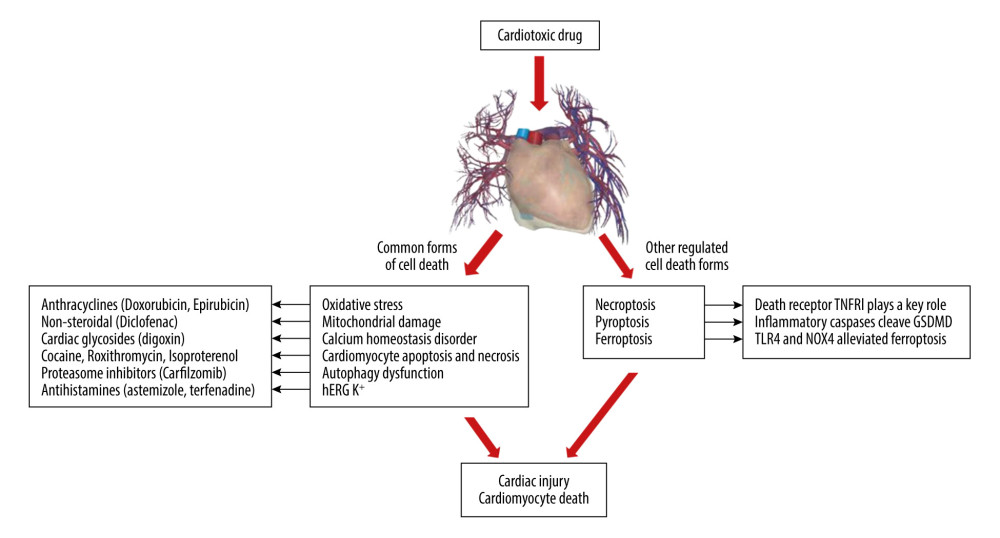 Molecular mechanisms of drug-induced cardiotoxicity.