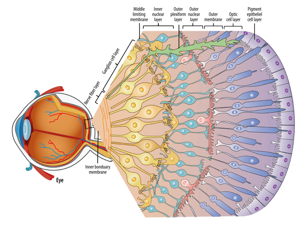 Characterization of retinal physiological structure. The retina is composed of 10 physiological layers, each with its own function.