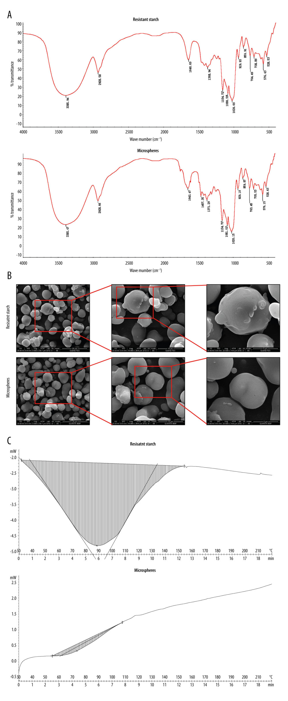 Structural and thermodynamic analysis of drug-loaded microspheres. Analysis of the resistant starch and drug-loaded microspheres. (A) Fourier transform infrared spectroscopy analysis, (B) scanning electron microscopy analysis, and (C) thermodynamic analysis.