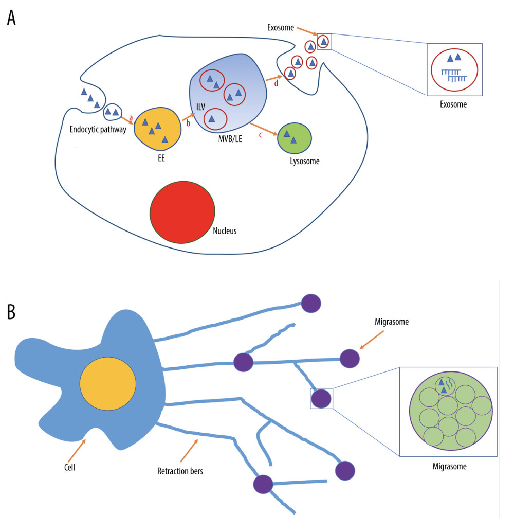 The biogenesis of migrasomes and exosomes. (A) The biogenesis of exosomes. The endocytosed components can be delivered to the endocytic pathway and form endocytic vesicles, and then can be transferred into early endosome (EE) (a), early endosomal membranes can form intraluminal vesicles (ILVs) which package the cargo and deliver to late endosomes (LE) (b) and lysosomes (c). ILVs in multivesicular(MVB) endosomes can be released extracellularly as exosomes (d), which package various cellular contents such as proteins and RNAs. Software (name: PowerPoint; version: 15.31 (170216); manufacturer: Microsoft) was used for creation of the figure. (B) The biogenesis of migrasomes. When a cell moves, retraction fibers are formed at the edge of the migrating cell. Migrasomes form at the tips of, or at the intersections between, these retraction fibers. The migrasomes contain numerous smaller vesicles, and package cytosol, including proteins and RNAs. Software (name: PowerPoint; version: 15.31 (170216); manufacturer: Microsoft) was used for creation of the figure.