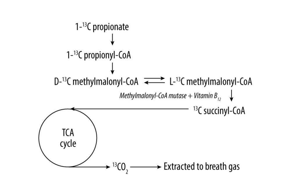 Propionate metabolism and measuring principle of the propionate breath test. Vitamin B12 functions as a coenzyme of methylmalonyl-CoA mutase in the conversion from L-methylmalonyl-CoA to succinyl-CoA in propionate metabolism. TCA – tricarboxylic acid.
