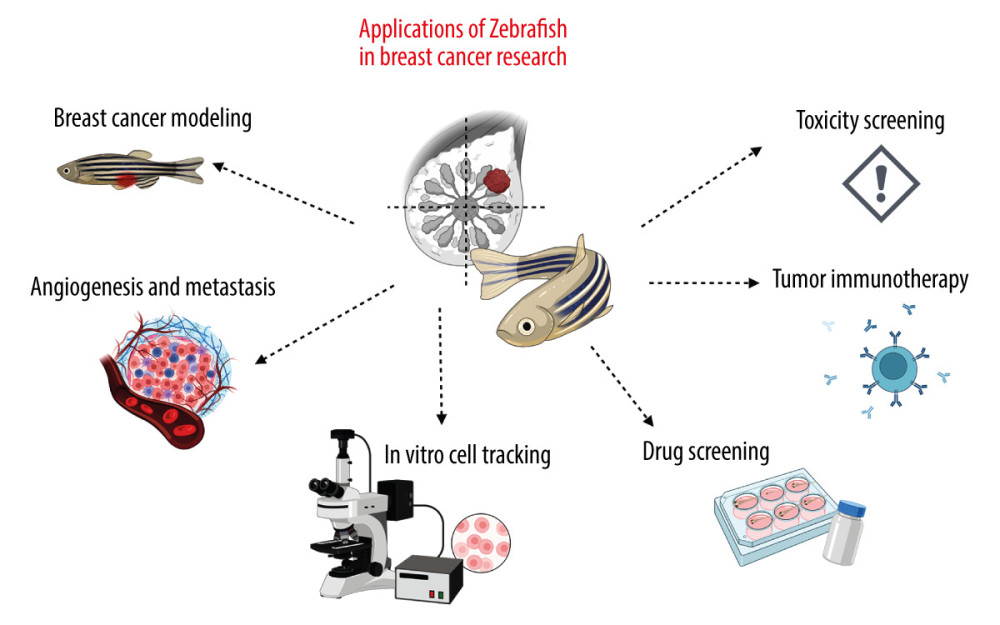 Examples of applications of the zebrafish (ZF) (Danio reiro) model in the field of breast cancer (BC) research include BC modeling, angiogenesis and metastasis studies, in vivo cell tracking, drug and toxicity screening, and tumor immunotherapy. The figure was created with BioRender.com (Toronto, Canada) (accessed on 23 April 2023).