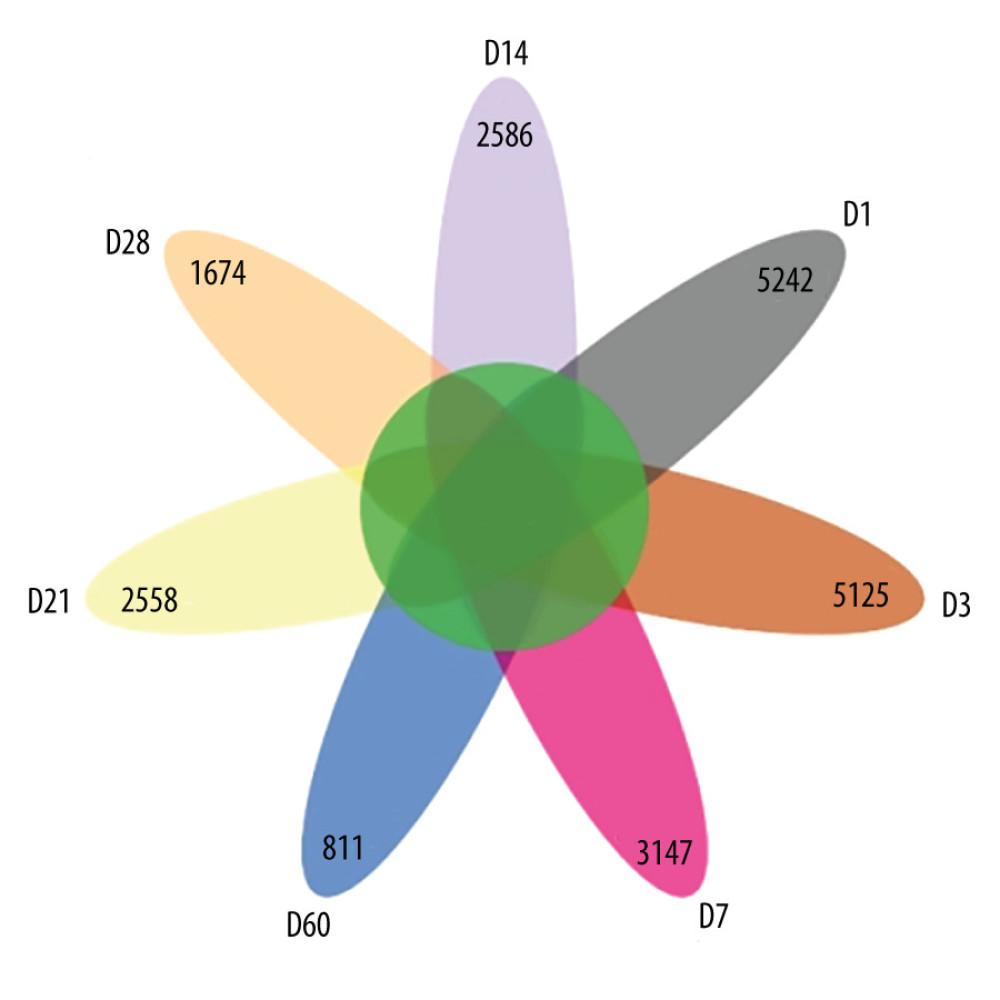 Amplicon sequence variation (ASV) petal diagram (R-Studio v7.2).