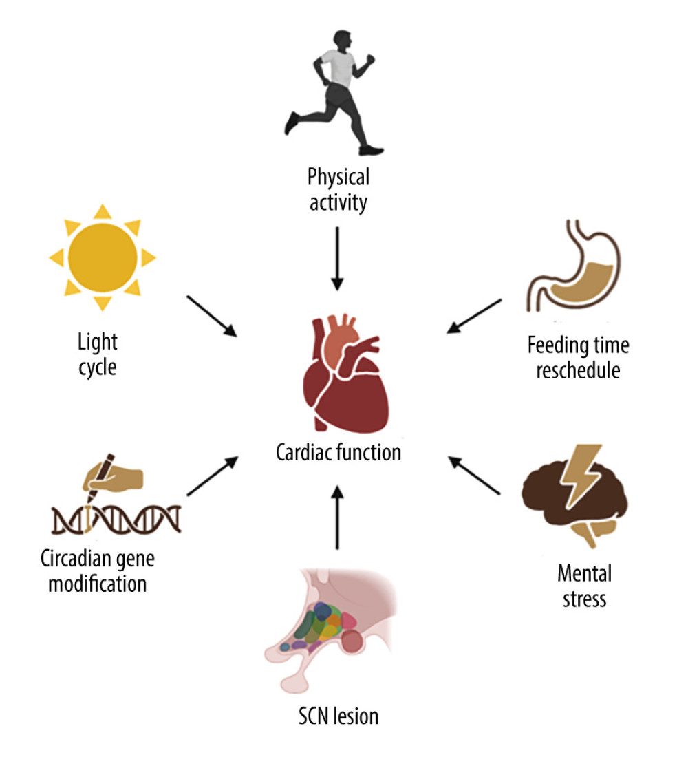 Environmental and behavioral cues to trigger circadian disruption in animals. Circadian disruption can be triggered by environmental cues, mainly light/dark cycle manipulations, behavioral cues such as feeding time rescheduling, physical activities, and mental stress, suprachiasmatic nuclei lesions, and gene modification.