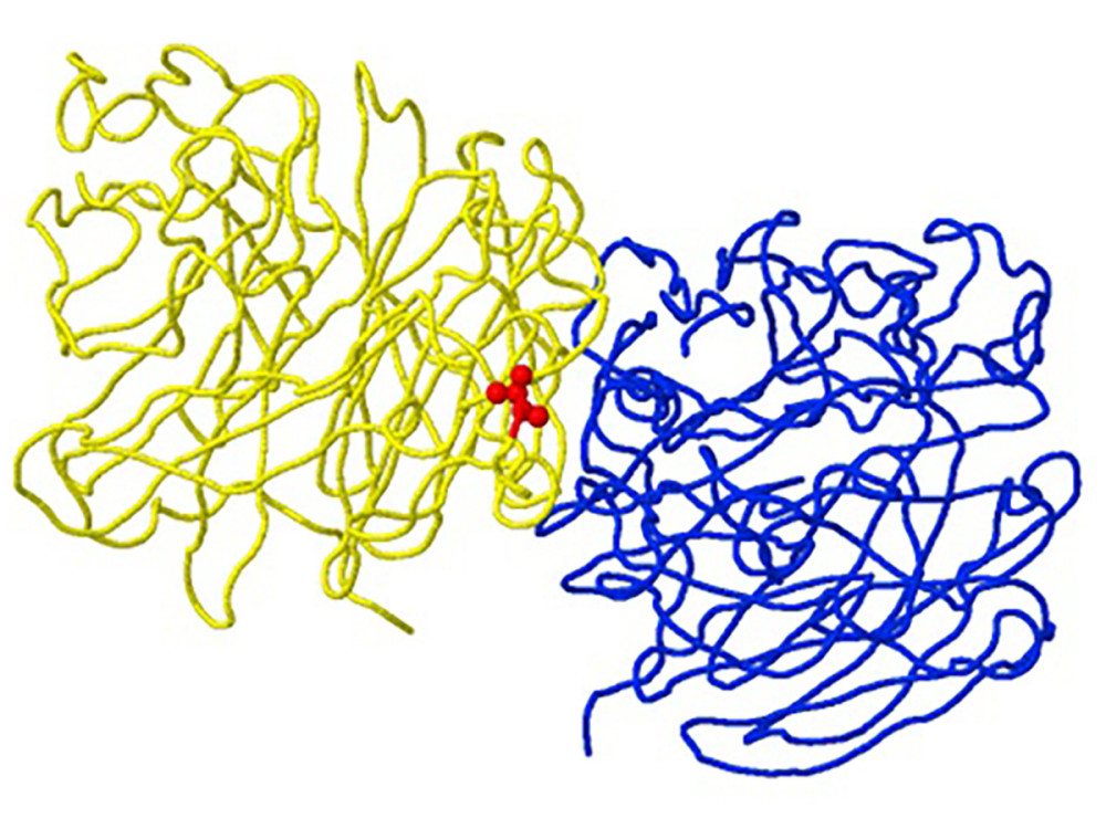 Structure of neuraminidase A/Brisbane/02/2018 (A/H1N1/pdm09) with the R77G mutation detected in clinical sample number 145, as an example of a “viral oligomerization interface” mutation. The location of the mutation corresponds to position 77 of the B subunit chain (yellow backbone) and is 5 Ångström (A) from the A subunit oligomeric chain (blue backbone) in the A/H1N1/pdm09 neuraminidase gene (created using the FluSurver mutations app – https://gisaid.org/database-features/flusurver-mutations-app/).