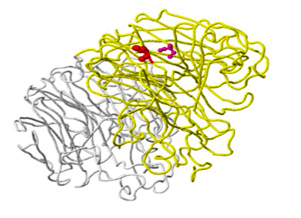 Structure of the neuraminidase virus A/SingaporeINFIMH-16-0019/2016(A/H3N2/) with the D356H mutation detected in clinical sample number 25, as an example of a ligand-binding mutation. Mutation site 356 is shown in red on the A chain (yellow backbone), which is 5 Ångström (A) from the ligand-binding site (created using the FluSurver mutations app – https://gisaid.org/database-features/flusurver-mutations-app/).