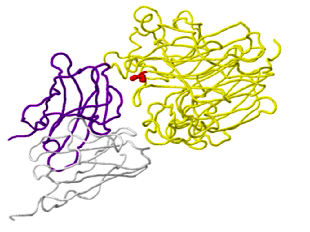 An example of a mutation site related to antibody-binding properties: the K369N mutation in the neuraminidase gene of virus A/Brisbane/02/2018 (A/H1N1/pdm09) in clinical sample number 770. The location of the mutation (red) corresponds to position 369 on the viral N chain (yellow backbone) and is 5 Ångström (A) from the heavy chain (H) antibodies (purple skeleton) (created using the FluSurver mutations app – https://gisaid.org/database-features/flusurver-mutations-app/).