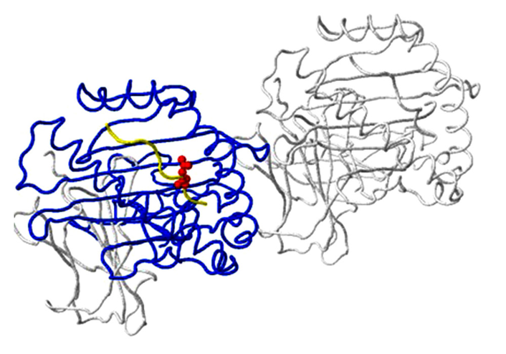 Host protein-binding site exemplified by the G451R mutation in the neuraminidase gene of virus A/SingaporeINFIMH-16-0019/2016 (A/H3N2/) in clinical sample number 229. The location of the mutation corresponds to position 452 of the viral F chain (yellow backbone) of the neuraminidase gene and is 5 Ångström (A) from the D-chain of a non-viral protein (blue backbone), in this case the MHC class I antigen. The white backbone represents the other chains found in the structure (created using the FluSurver mutations app – https://gisaid.org/database-features/flusurver-mutations-app/).