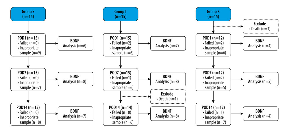 Flow chart of the studyGroup S – sham surgery; Group T – traumatic brain injury; Group K – intrathecal ketamine group; POD – postoperative day; BDNF – brain-derived neurotrophic factor.