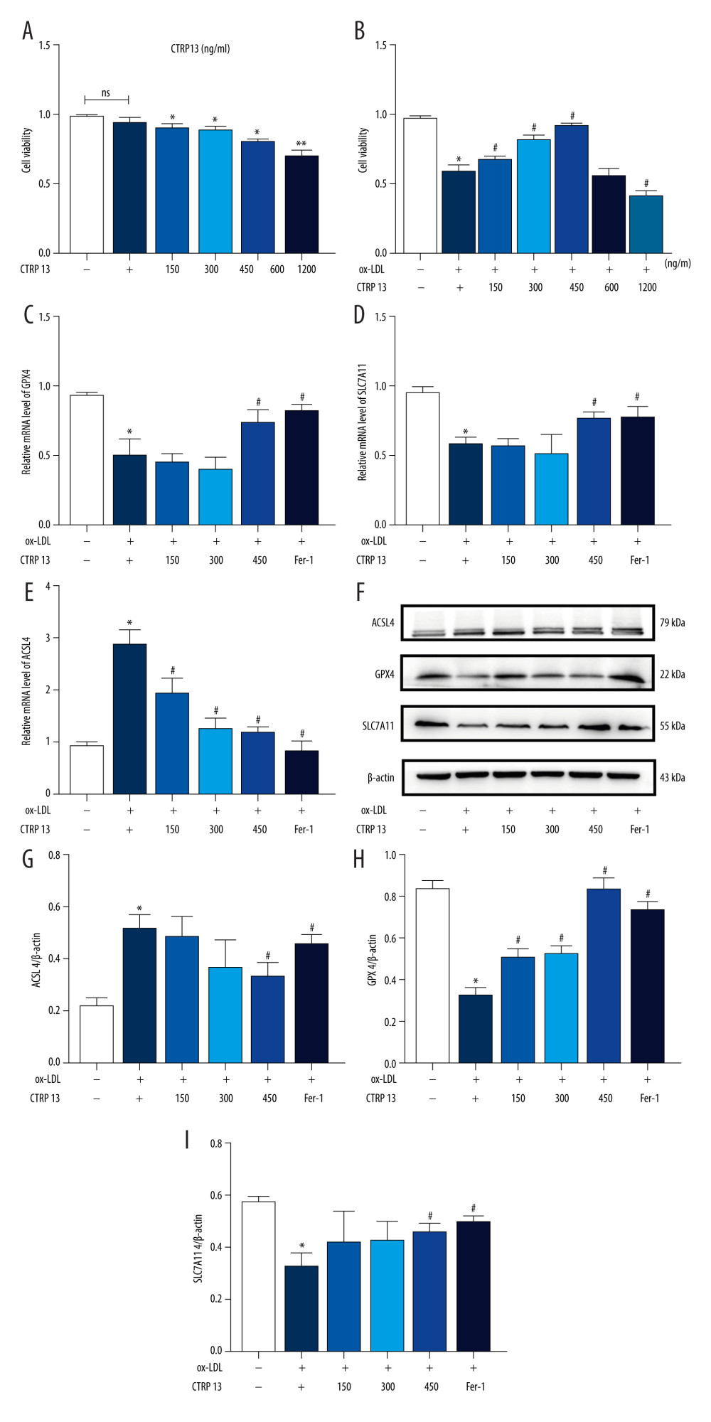 C1q/tumor necrosis factor-related protein 13 (CTRP13) suppressed oxidized low-density lipoprotein (ox-LDL)-induced human umbilical vein endothelial cell (HUVEC) ferroptosis. (A) Quantification of HUVEC viability following different doses of CTRP13 treatment. (B) Quantification of HUVEC viability following different doses of CTRP13 treatment following co-incubation with or without ox-LDL 100 μg/mL. (C–E) Acyl-CoA synthetase long-chain family member 4 (ACSL4), glutathione peroxidase 4 (GPX4), and recombinant solute carrier family 7, member 11 (SLC7A11) mRNA expressions. (F) Protein expression levels were measured using Western blot analysis. The following groups were assessed: Control; ox-LDL; ox-LDL+CTRP13150 ng/mL; ox-LDL+CTRP13 300 ng/mL; ox-LDL+CTRP13 450 ng/mL); ox-LDL+Fer-1, HUVECs were pre-treated with ox-LDL 100 μg/mL. (G–I) Quantitative analysis of ferroptosis-associated protein expression. The data are expressed as the mean±SD (n=3–4 per group). Statistical power=0.953772, effect size(r)=0.858954. * P<0.05 vs the control group. # P<0.05 vs the ox-LDL group. The relative protein levels were quantified by Image J software (NIH, Bethesda, MD, USA). GraphPad Prism 9.0 software (La Jolla, USA) was used to analyze the data.