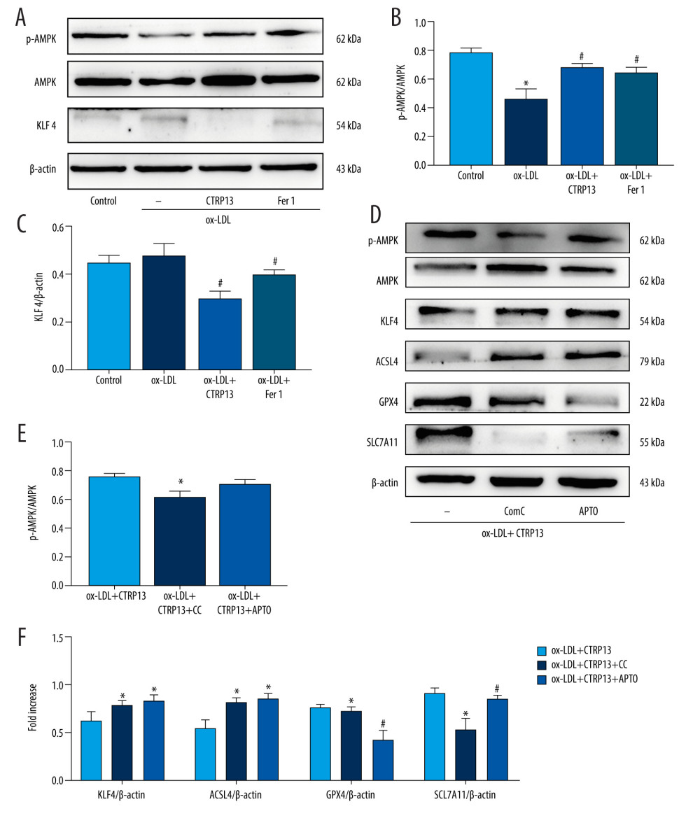 The ferroptosis protective effect of C1q/tumor necrosis factor-related protein 13 (CTRP13) was attenuated by inhibiting the AMPK/KLF4 pathway. (A) Protein expression levels were measured using Western blotting. The following groups were assessed: (1) Control; (2) oxidized low-density lipoprotein (ox-LDL); (3) ox-LDL+CTRP13; and (4) ox-LDL+Fer-1. (B, C) Quantitative analysis of phosphorylated AMP-activated kinase (p-AMPK), AMP-activated kinase (AMPK), and Krüppel-like factor 4 (KLF4). (D–F) The cells were treated with a combination of CTRP13 (450 ng/mL) and ox-LDL (100 μg/mL) for 24 h and subsequently incubated with compound C (5 μmol/L) or inducer of Krüppel-like factor 4 (APTO, 5 μmol/L) for another 24 h. Western blotting results (left panel) and quantitative data (right panel) for ferroptosis-associated protein and p-AMPK, AMPK, and KLF4 are presented. The data are expressed as the mean±SD (n=3–4 per group). Statistical power=0.933291, effect size(r)=0.847233. * P<0.05 vs the control group. # P<0.05 vs the ox-LDL group. The relative protein levels were quantified by Image J software (NIH, Bethesda, MD, USA). GraphPad Prism 9.0 software (La Jolla, USA) was used to analyze the data.